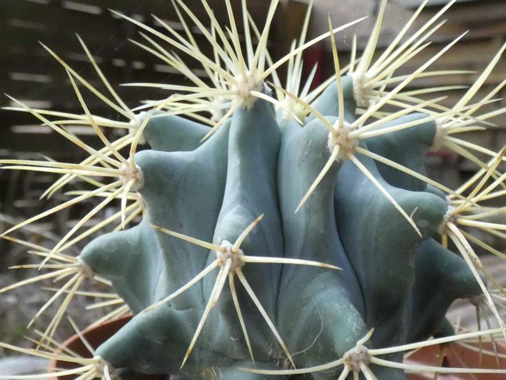 aréole-aiguillon de cactaceae ferocactus glaucescens