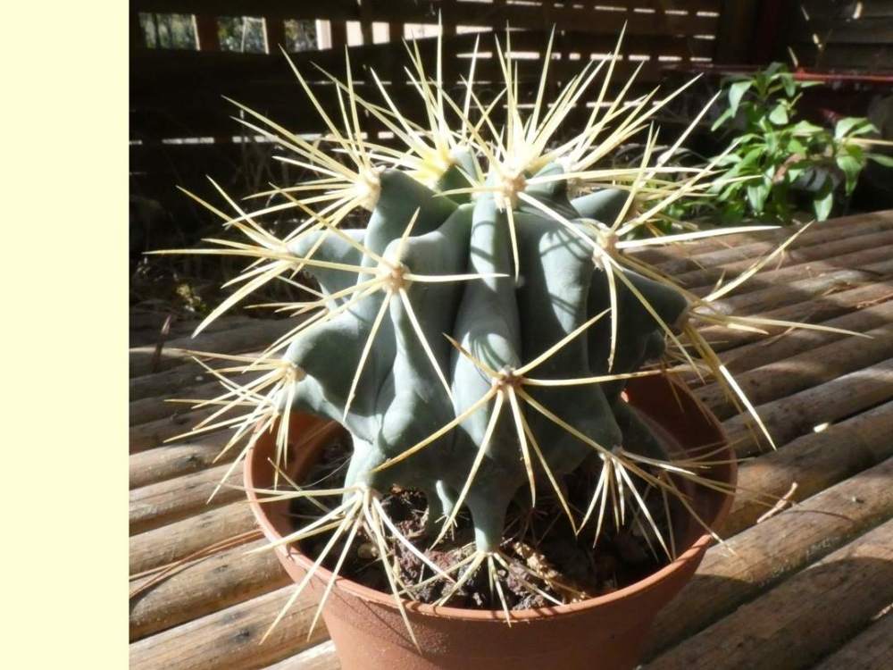 Cactaceae Ferocactus glaucescens type