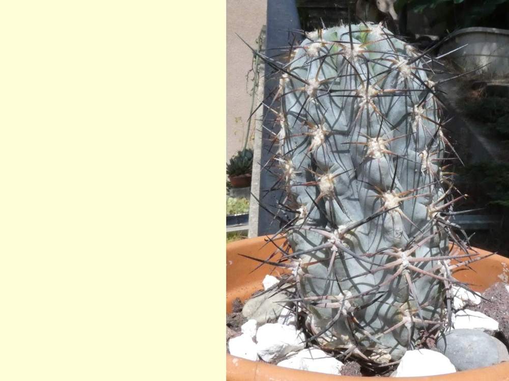 aréole-aiguillon de cactaceae acanthocalycium glaucum