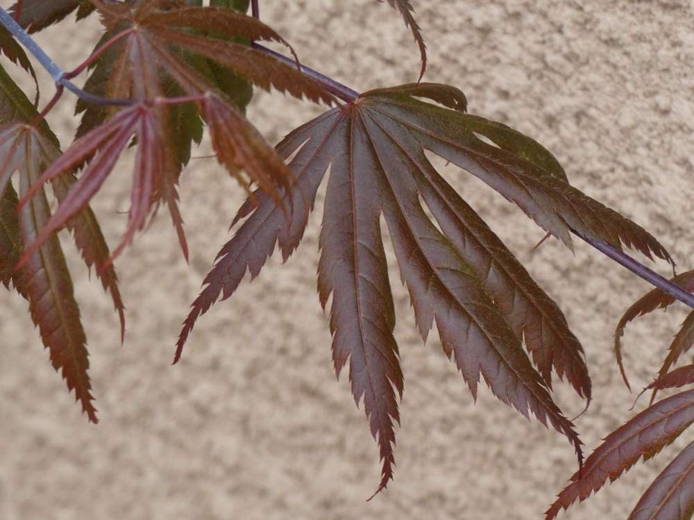 printemps de aceraceae acer shirasawanum cv. 'gloria'