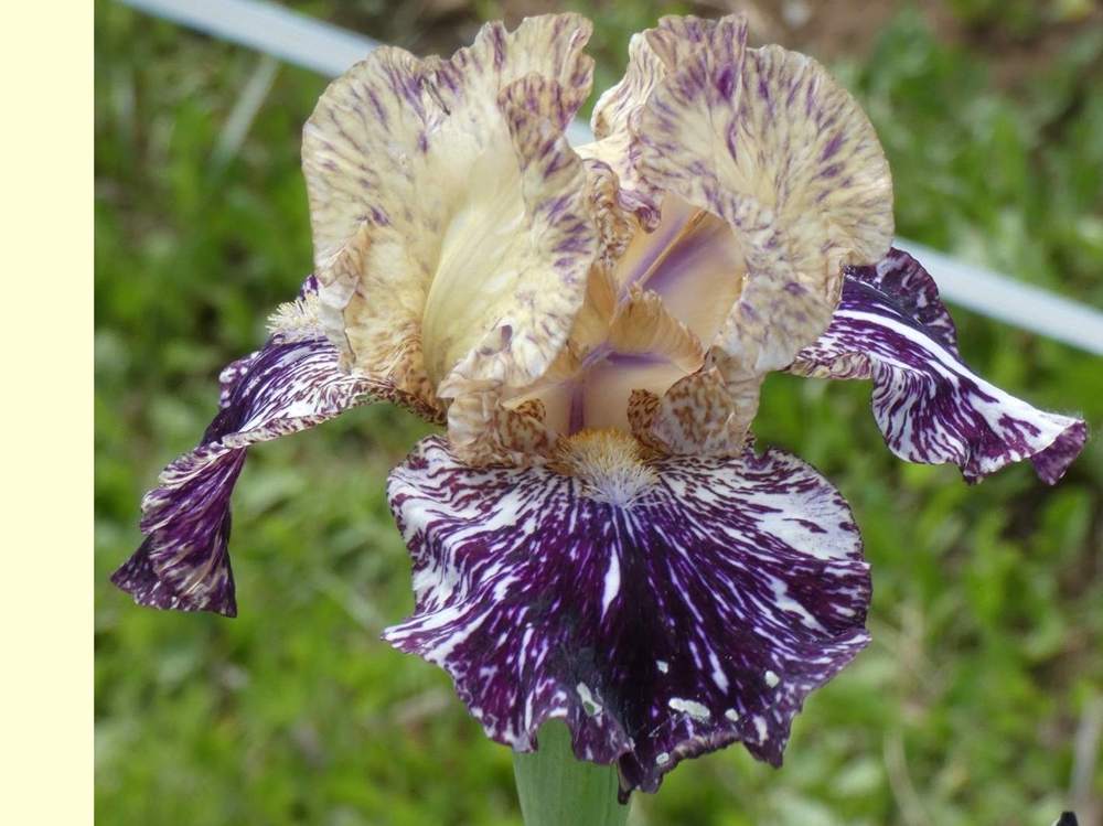 iridaceae iris barbu cv. 'gnus flash'