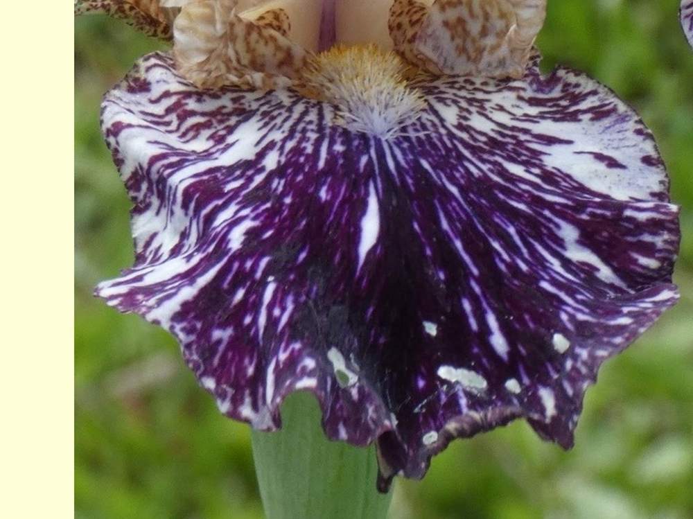 sépale de iridaceae iris barbu cv. 'gnus flash'