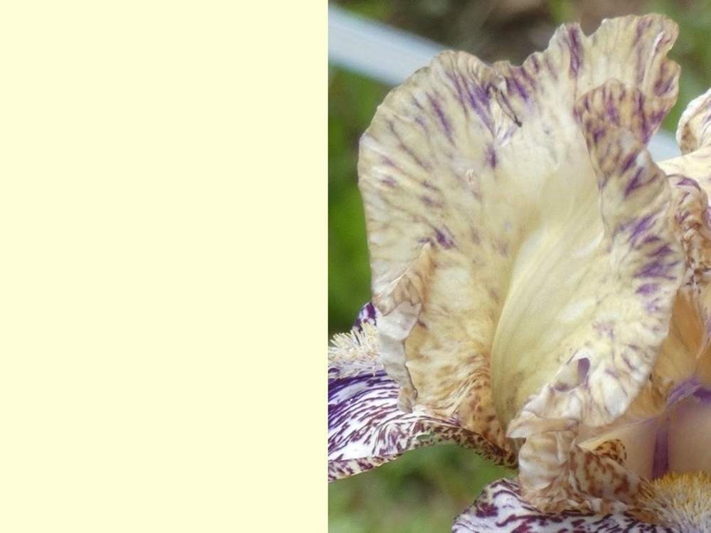 pétale de iridaceae iris barbu cv. 'gnus flash'