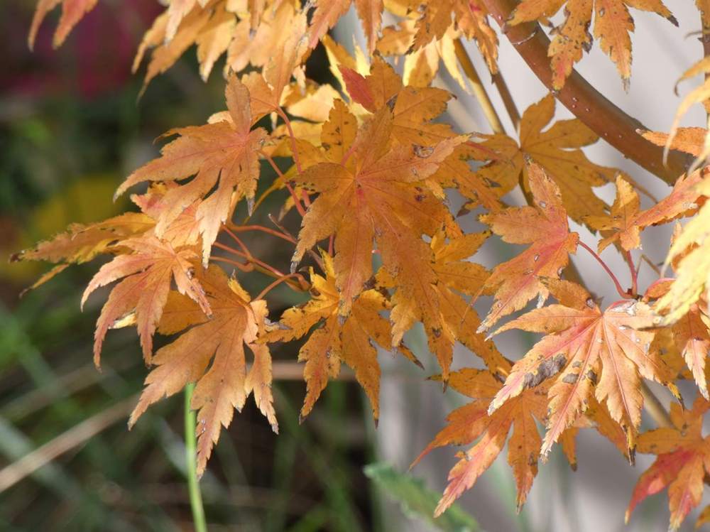 automne de aceraceae acer palmatum cv. 'going green'