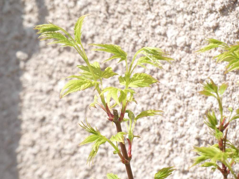 jeune bois de aceraceae acer palmatum cv. 'going green'