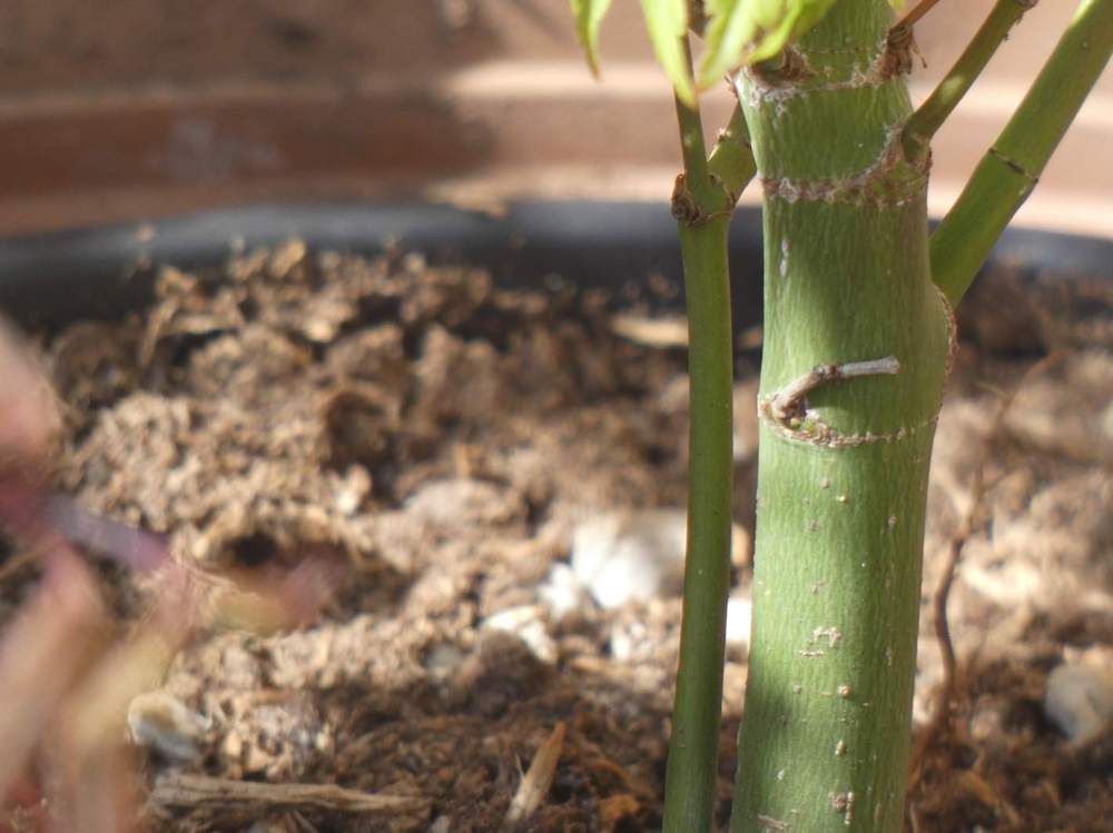 écorce de aceraceae acer palmatum cv. 'going green'