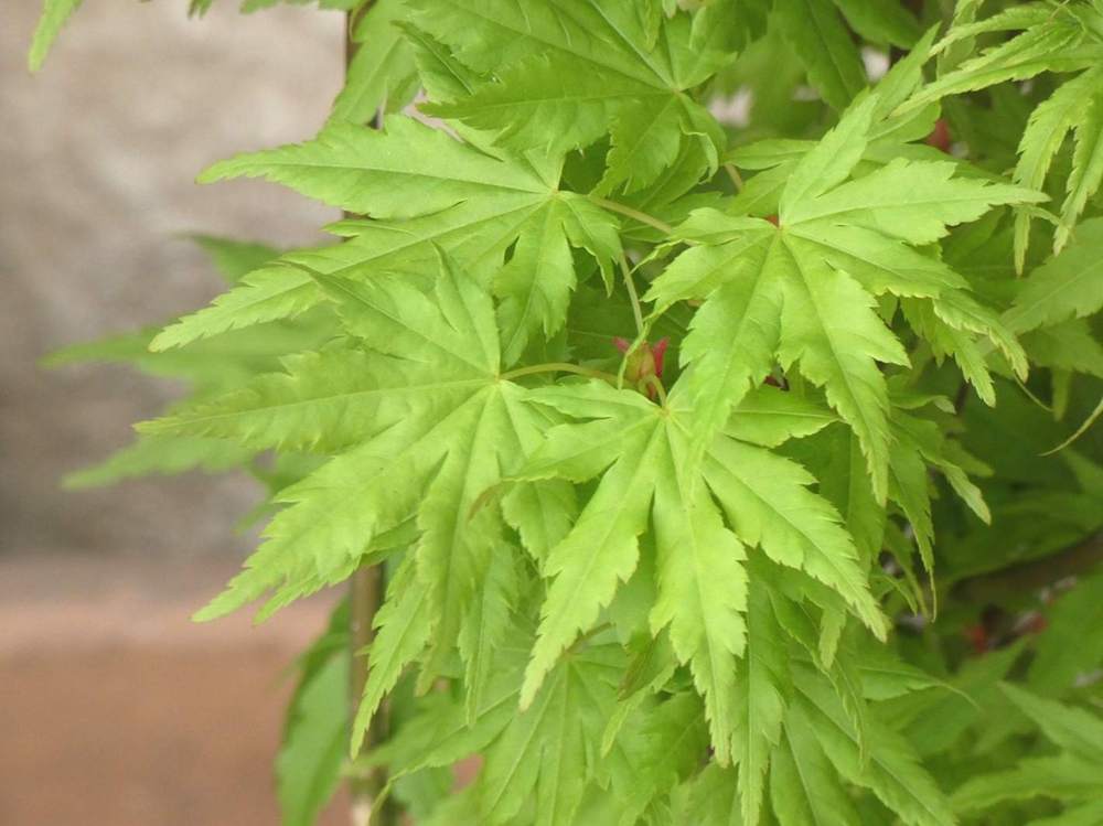 printemps de aceraceae acer palmatum cv. 'going green'