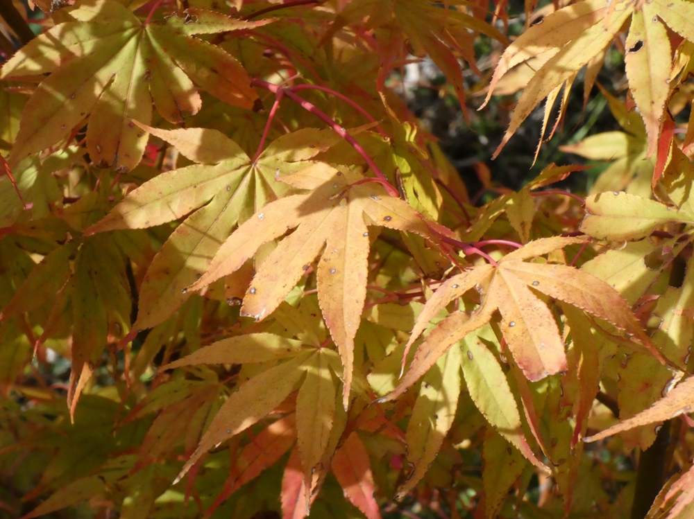 automne de aceraceae acer palmatum ssp. amoenum cv. 'golden'