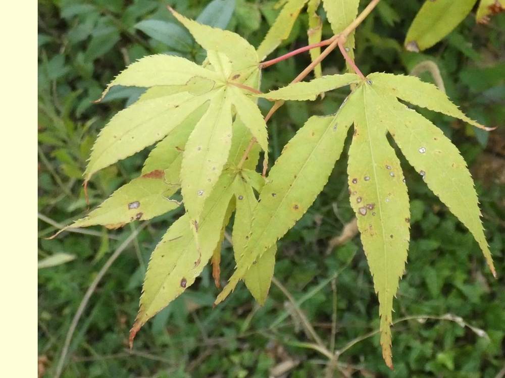 été de aceraceae acer palmatum ssp. amoenum cv. 'golden'