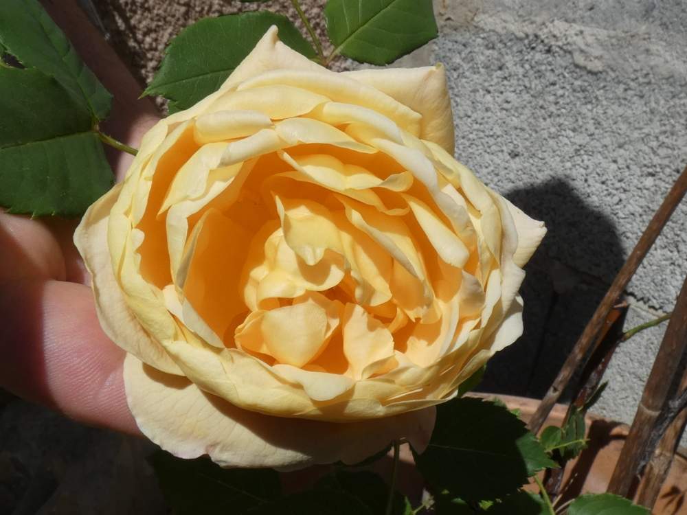 rosaceae rosa cv. 'golden celebration'