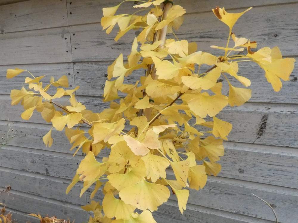 automne de ginkgoaceae ginkgo biloba gr. fastigiata cv. 'gold flame'