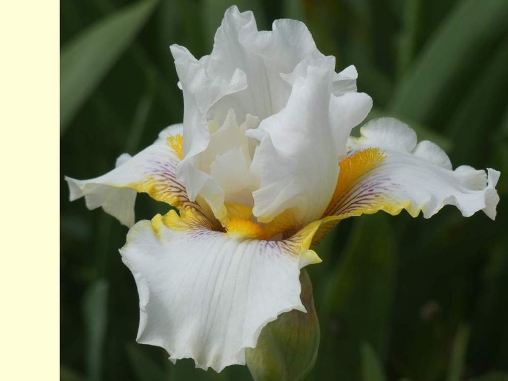 iridaceae iris barbu cv. 'goldkist'