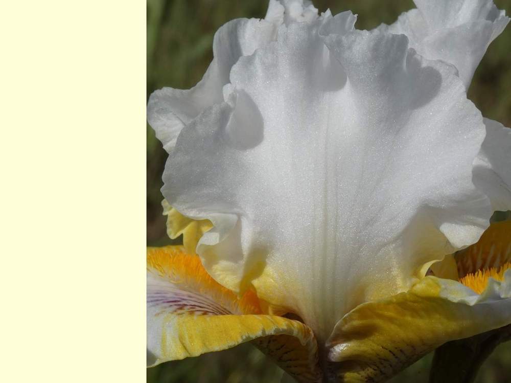 pétale de iridaceae iris barbu cv. 'goldkist'