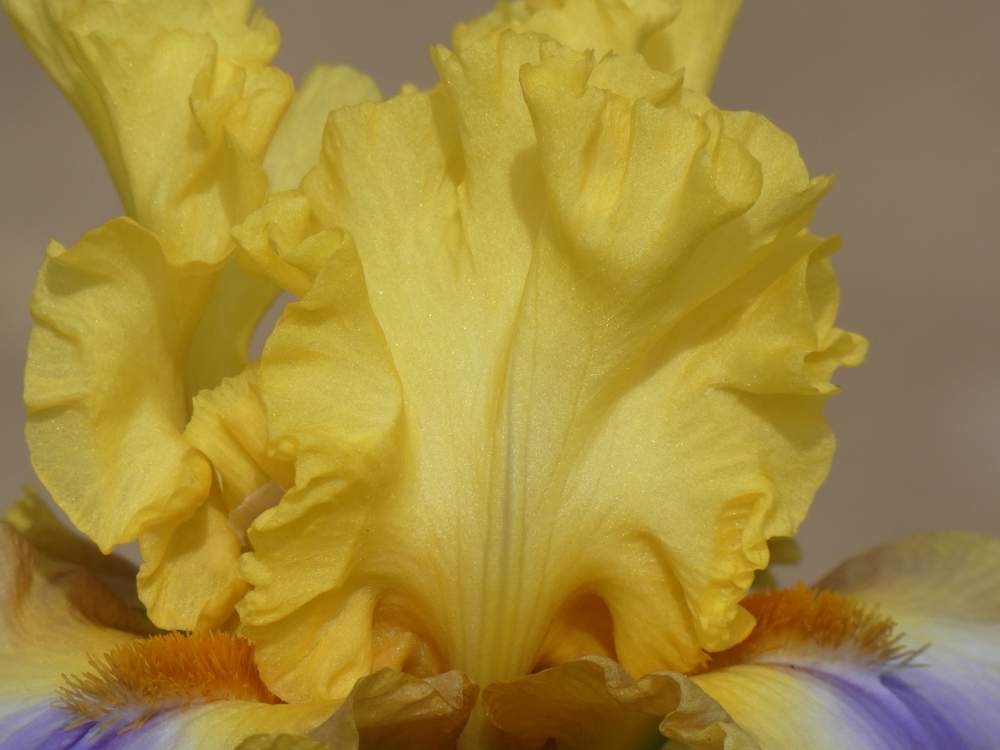 pétale de iridaceae iris barbu cv. 'good morning sunshine'