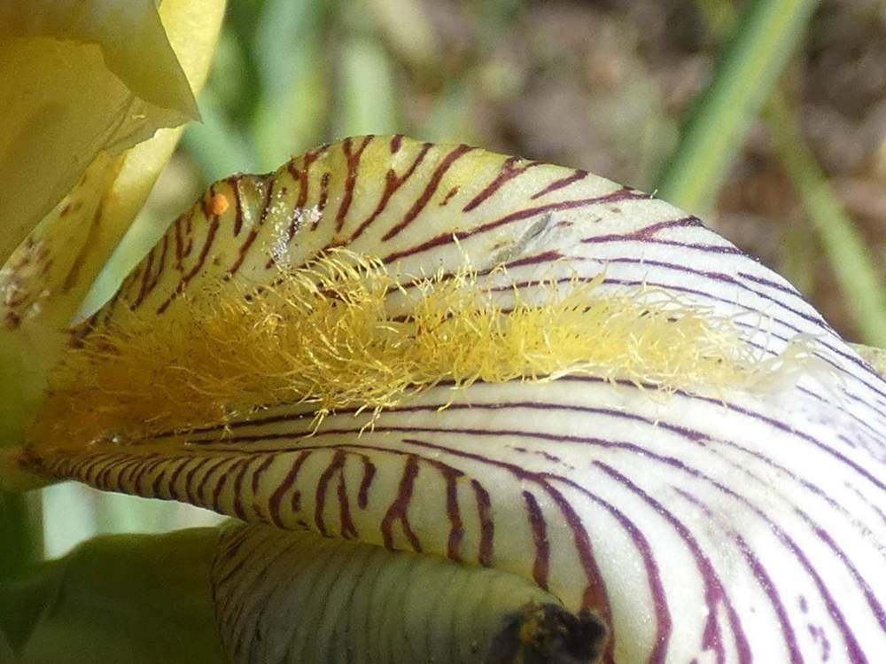 barbe de iridaceae iris barbu cv. 'gracchus'