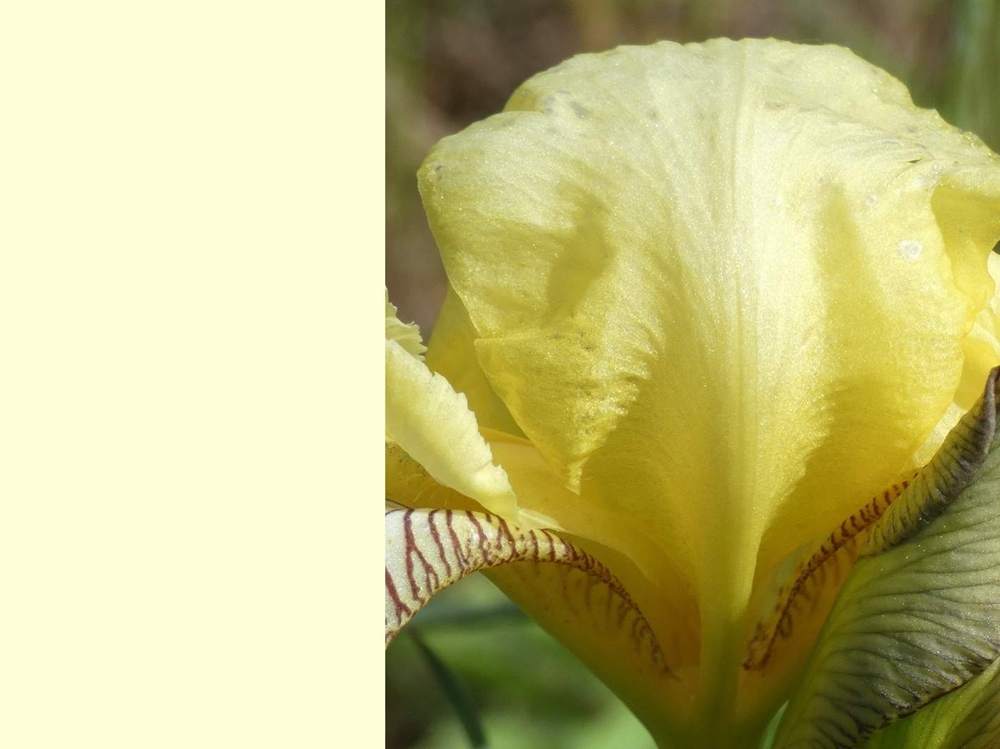 pétale de iridaceae iris barbu cv. 'gracchus'