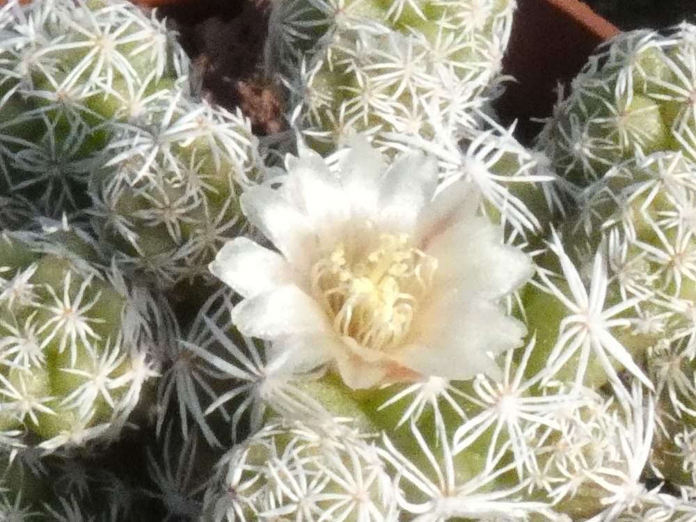 fleur de cactaceae mammillaria vetula var. gracilis