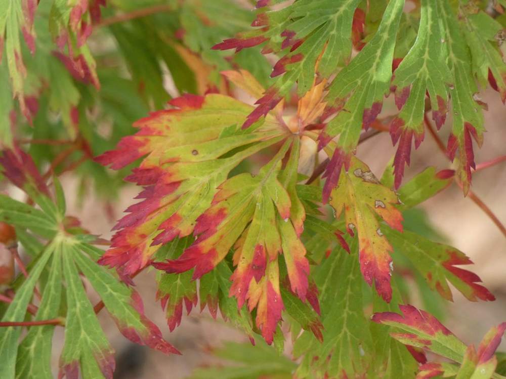 automne de aceraceae acer japonicum cv. 'green cascade'  
