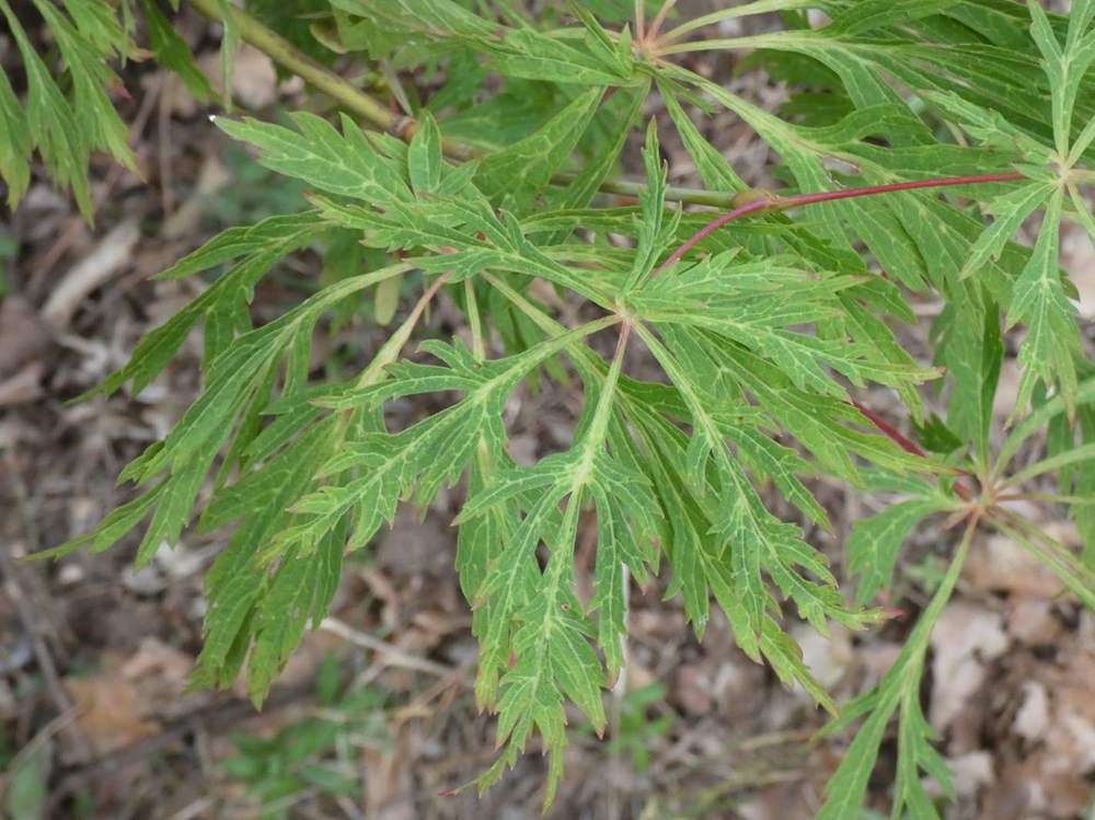 été de aceraceae acer japonicum cv. 'green cascade'  