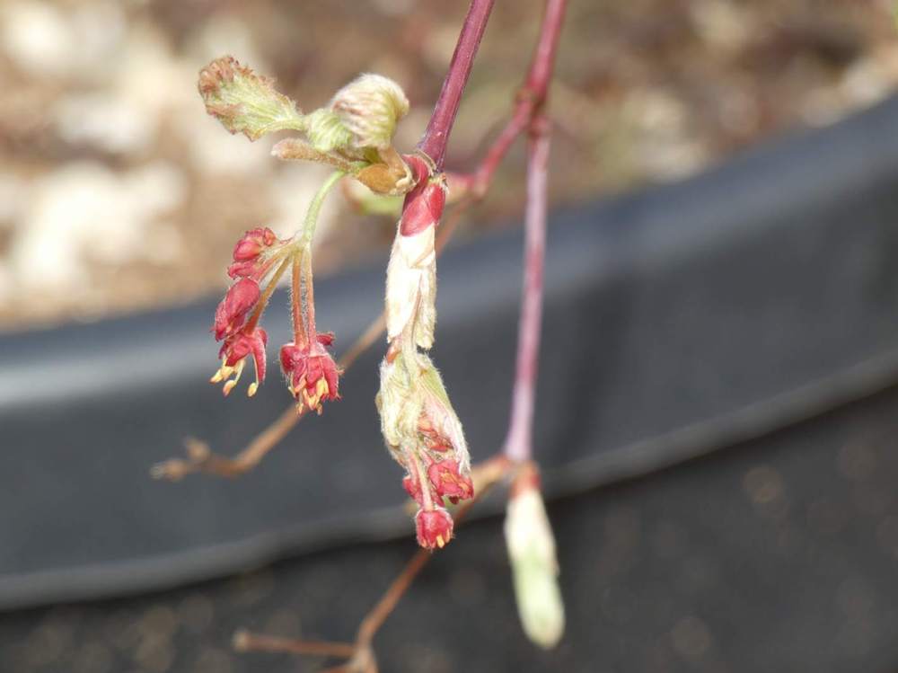 fleur de aceraceae acer japonicum cv. 'green cascade'  