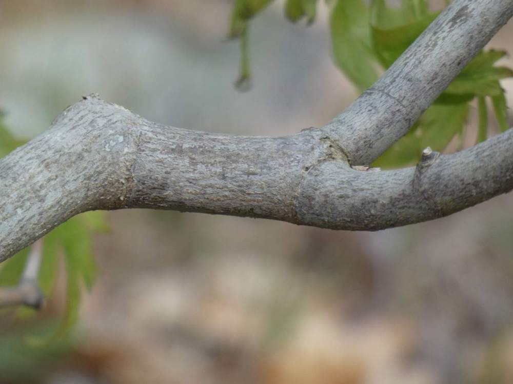 écorce de aceraceae acer japonicum cv. 'green cascade'  