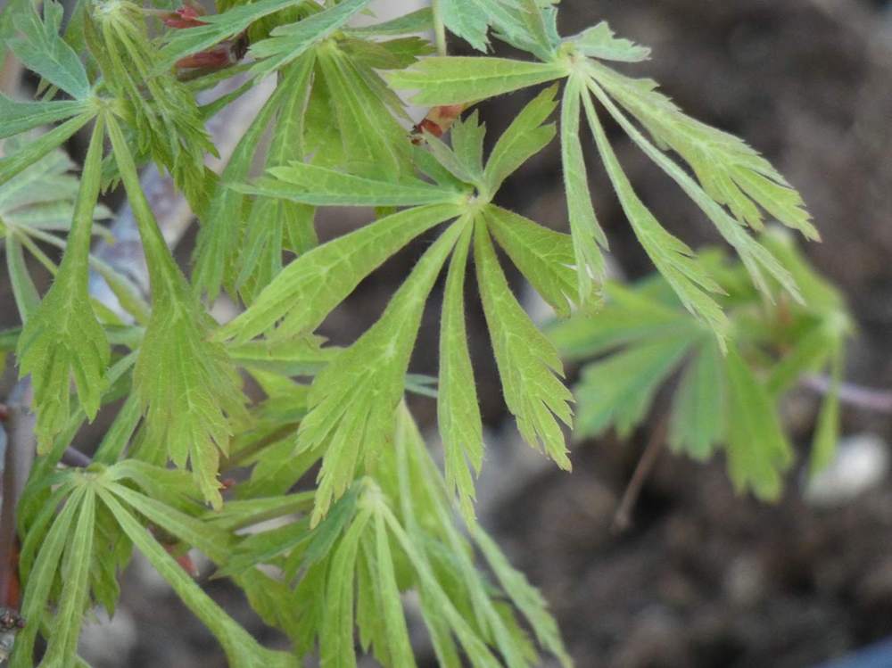 printemps de aceraceae acer japonicum cv. 'green cascade'  