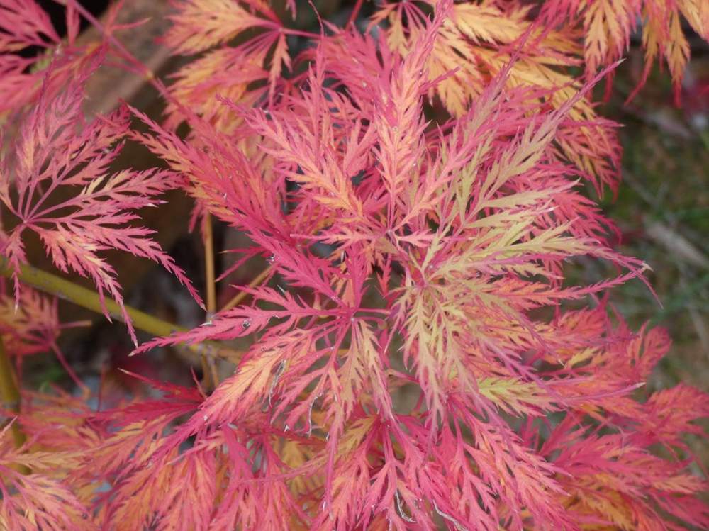 automne de aceraceae acer palmatum ssp. matsumurae gr. dissectum cv. 'green globe'