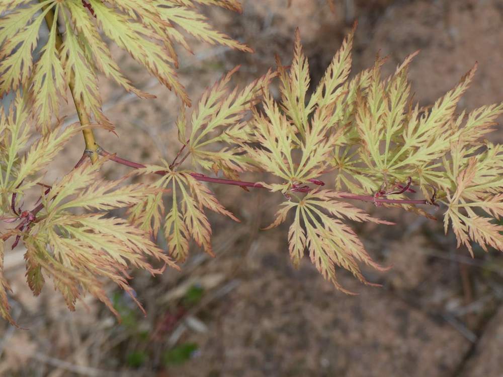 jeune bois de aceraceae acer palmatum ssp. matsumurae gr. dissectum cv. 'green globe'