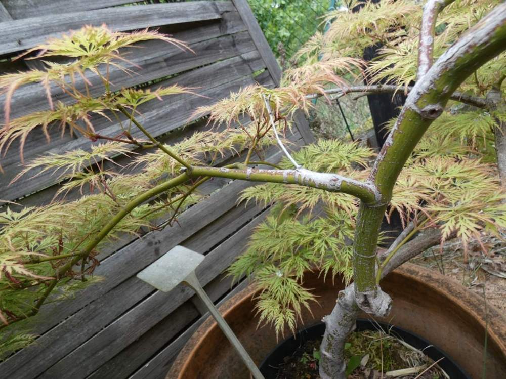écorce de aceraceae acer palmatum ssp. matsumurae gr. dissectum cv. 'green globe'