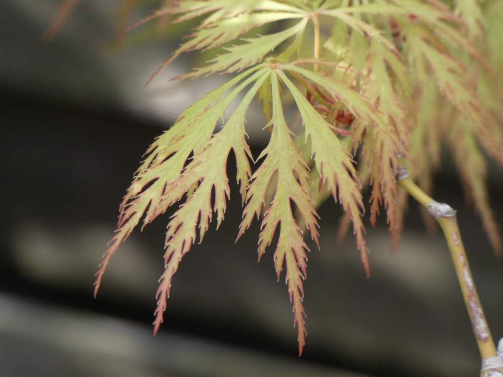 printemps de aceraceae acer palmatum ssp. matsumurae gr. dissectum cv. 'green globe'