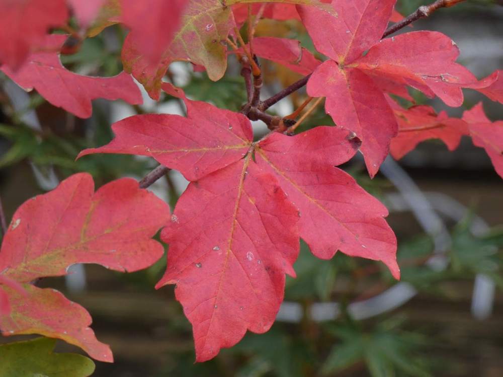 automne de aceraceae acer griseum    