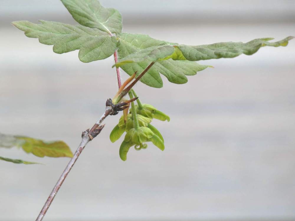 samare de aceraceae acer griseum    