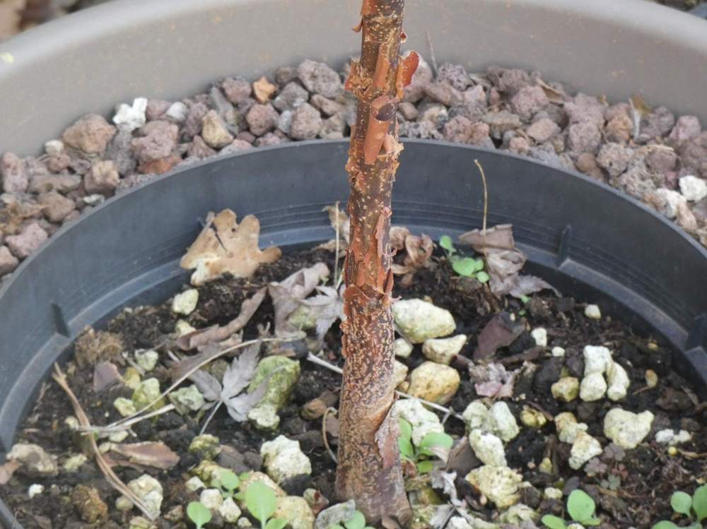 écorce de aceraceae acer griseum    