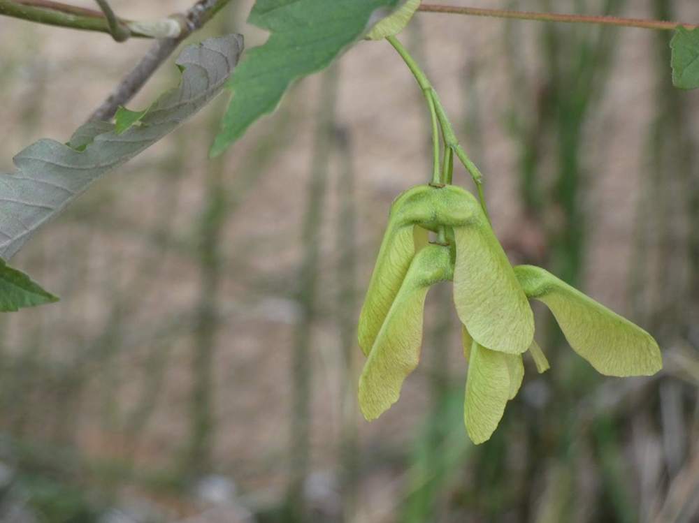 samare de aceraceae acer griseum X pseudoplatanus