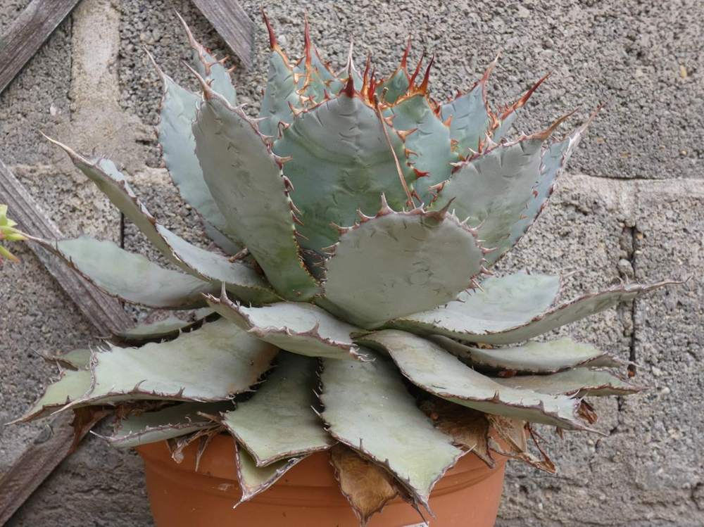 Agavaceae Agave guadalajarana