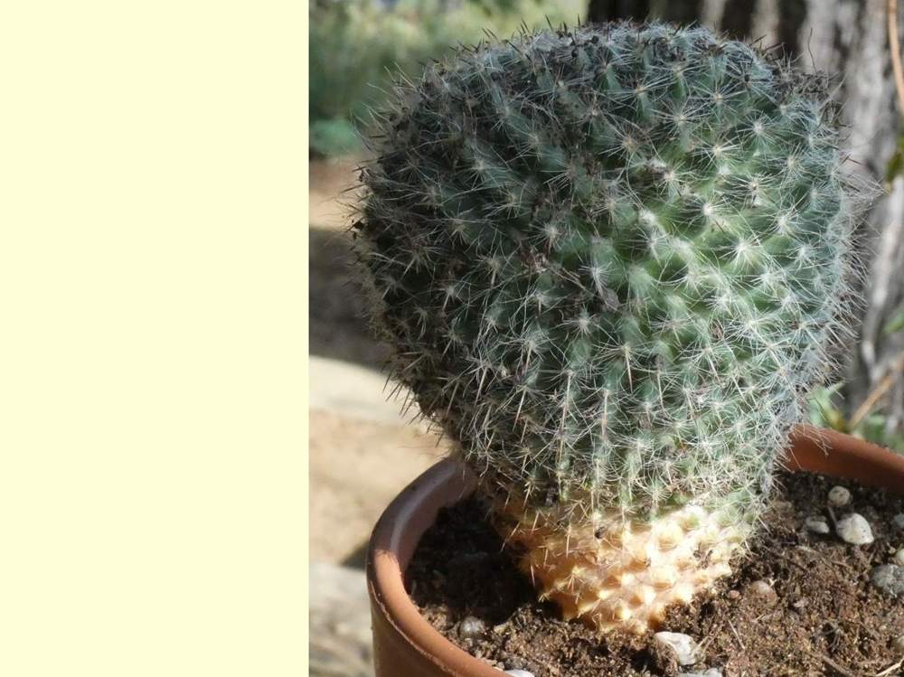 Cactaceae Mammillaria hahniana