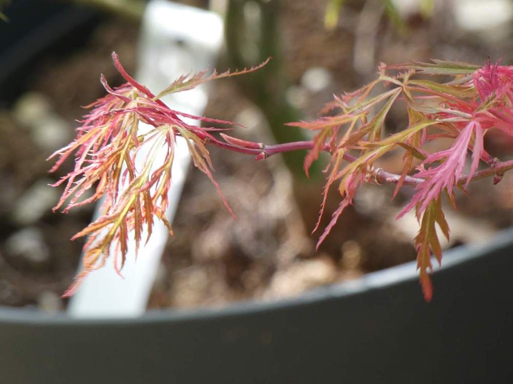 jeune bois de aceraceae acer palmatum ssp. matsumurae gr. dissectum cv. 'hana matoi'