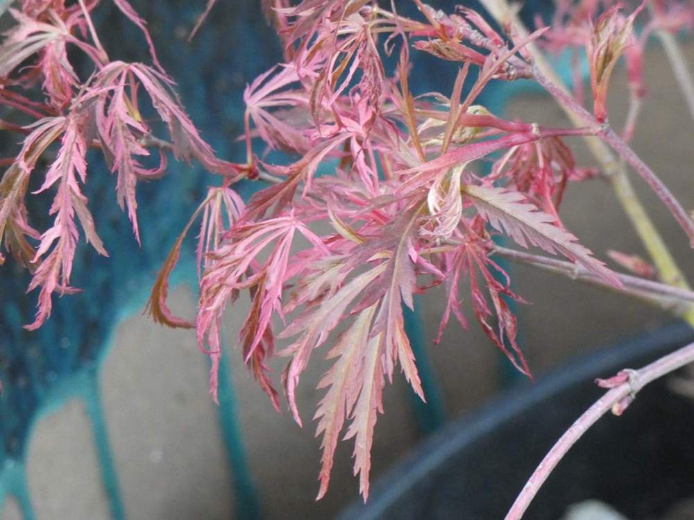 printemps de aceraceae acer palmatum ssp. matsumurae gr. dissectum cv. 'hana matoi'