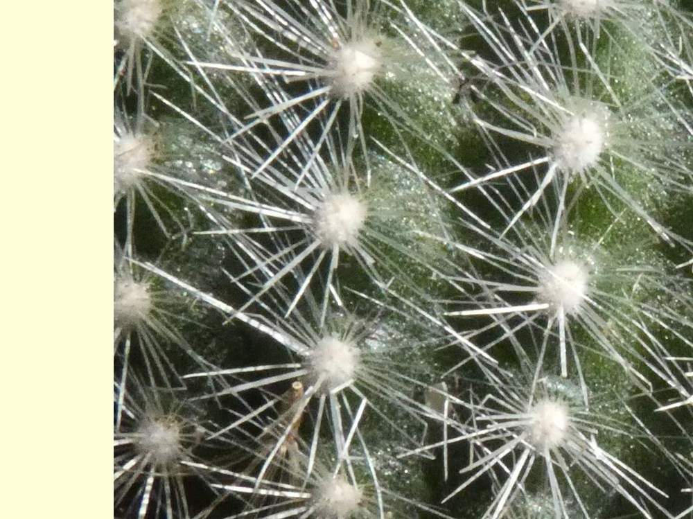 aréole-aiguillon de cactaceae acanthocephala haselbergii