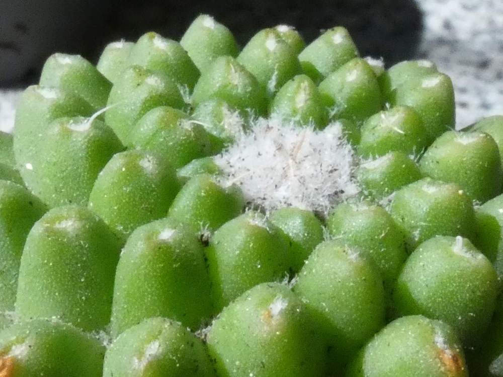 aréole-aiguillon de cacataceae mammillaria magnimamma cv. 'helen'