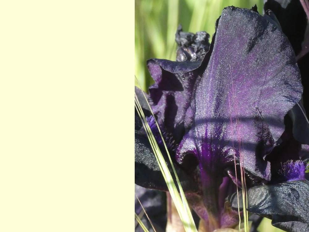 pétale de iridaceae iris barbu cv. 'helen proctor'