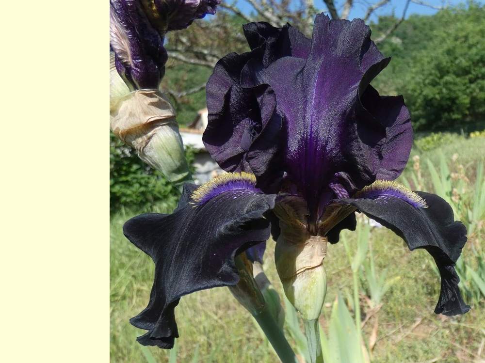 iridaceae iris barbu cv. 'here comes the night'