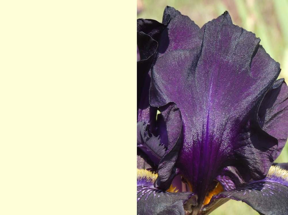 pétale de iridaceae iris barbu cv. 'here comes the night'