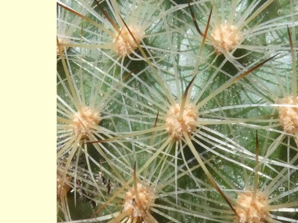 aréole-aiguillon de cactaceae matucana haynei ssp. herzogiana