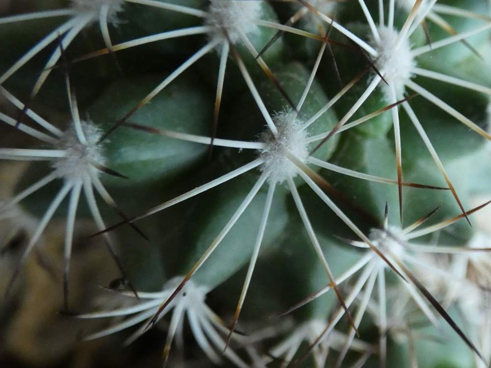 aréole-aiguillon de cactaceae turbinicarpus horripilus