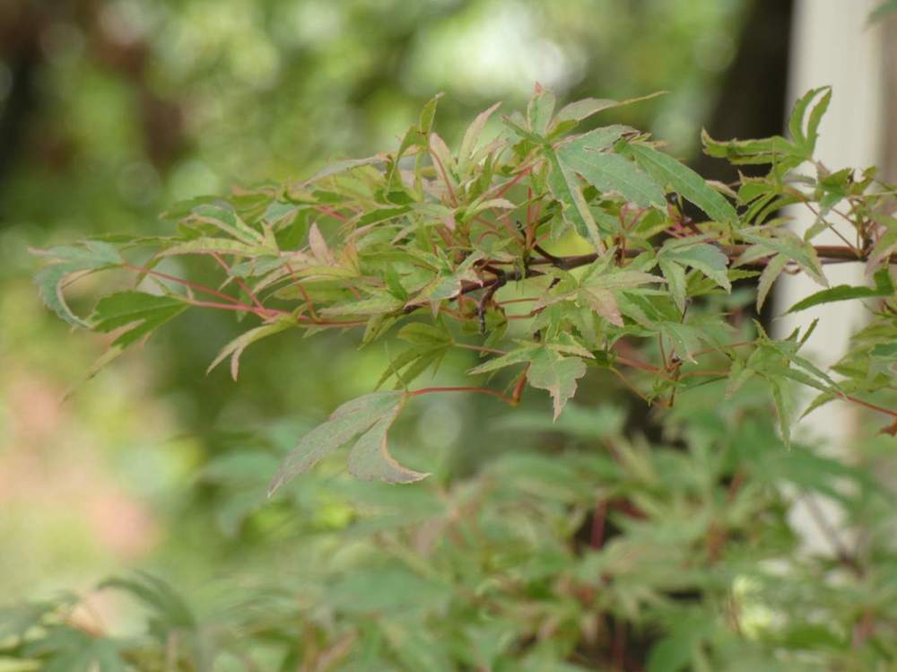 été de aceraceae acer palmatum cv. 'hoshi kuzu'     