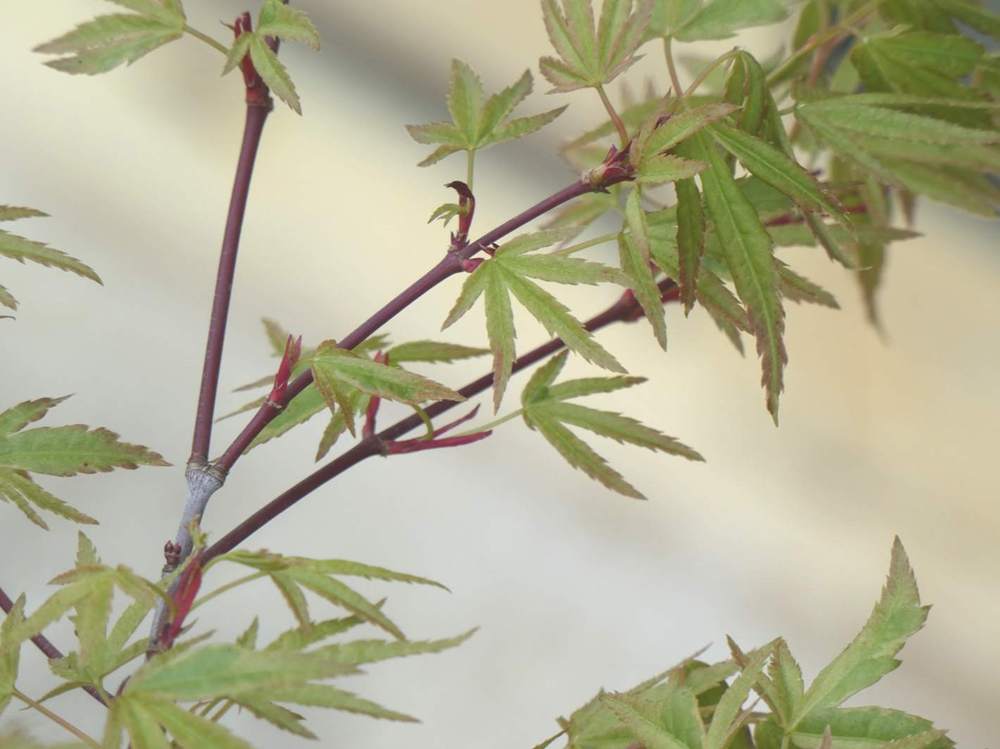 jeune bois de aceraceae acer palmatum cv. 'hoshi kuzu'     