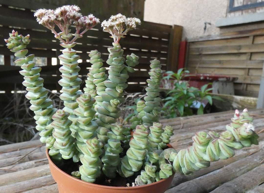 crassulaceae crassula marnieriana cv. hottentot