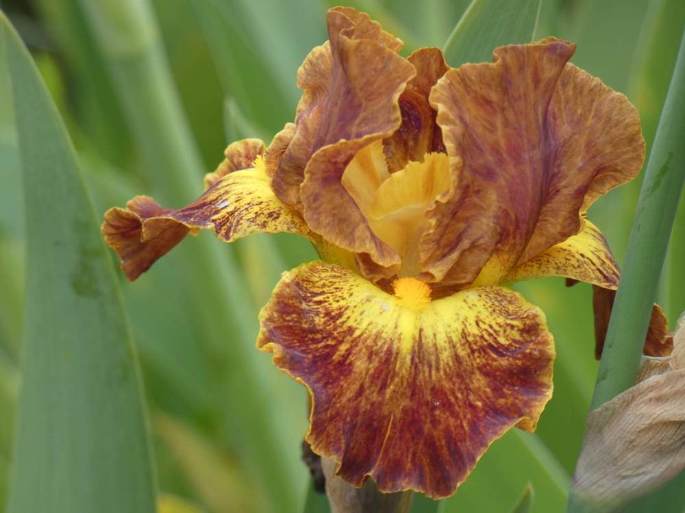 iridaceae iris barbu cv. 'hot topic'