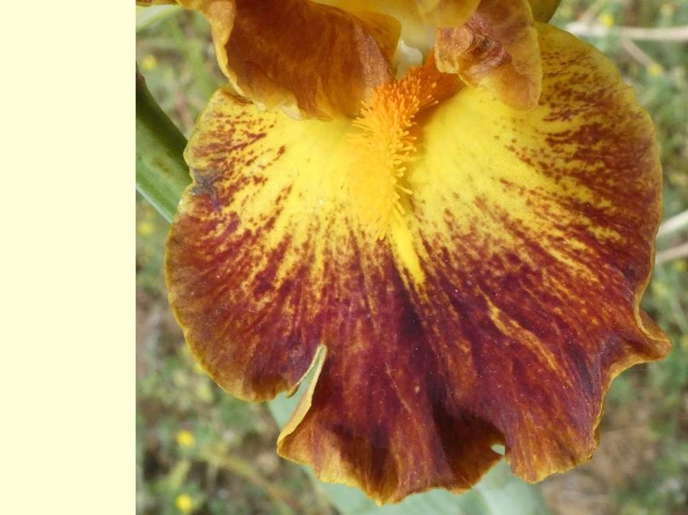 sépale de iridaceae iris barbu cv. 'hot topic'